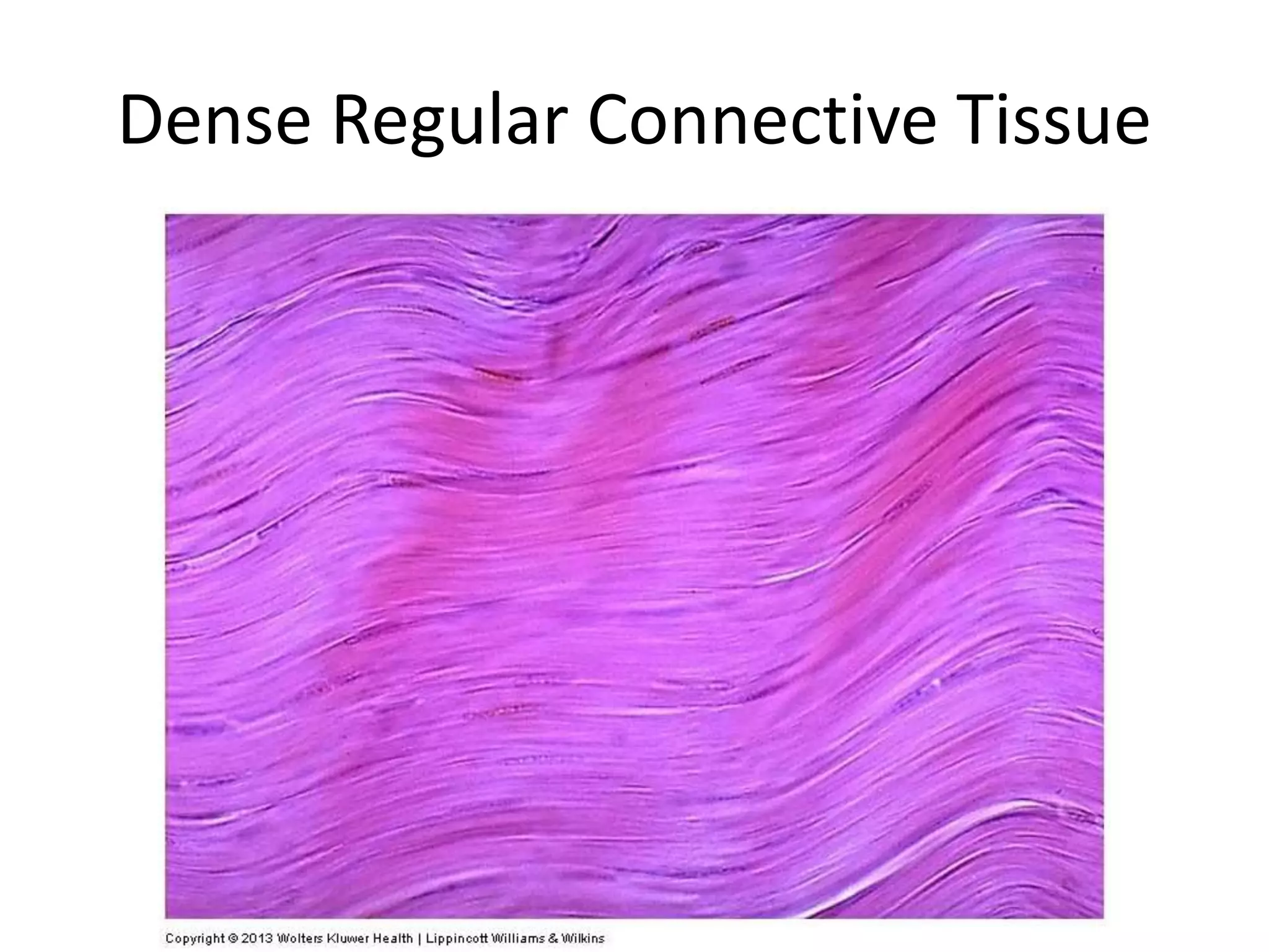 Dense Regular Connective Tissue
 