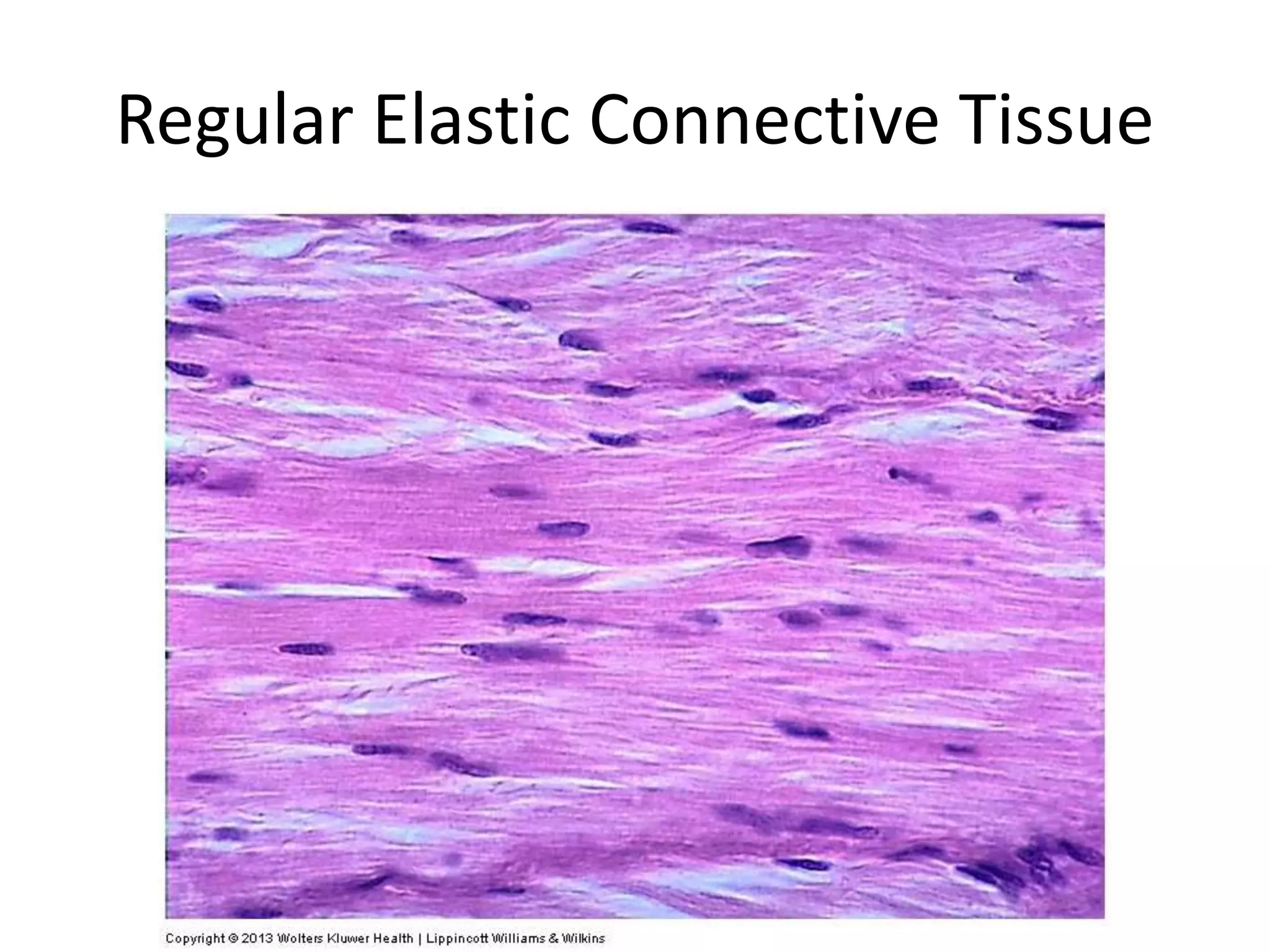 Regular Elastic Connective Tissue
 