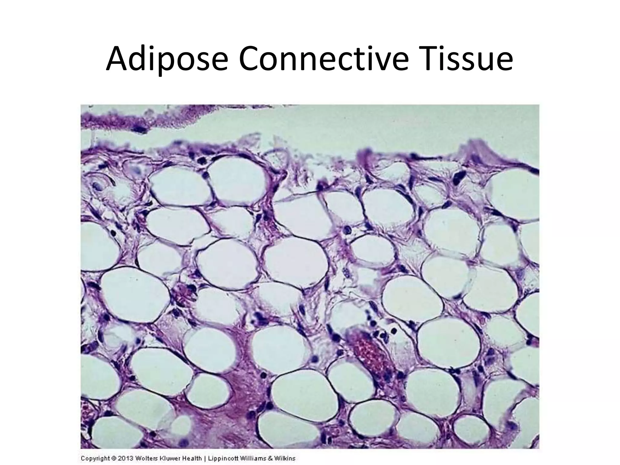 Adipose Connective Tissue
 
