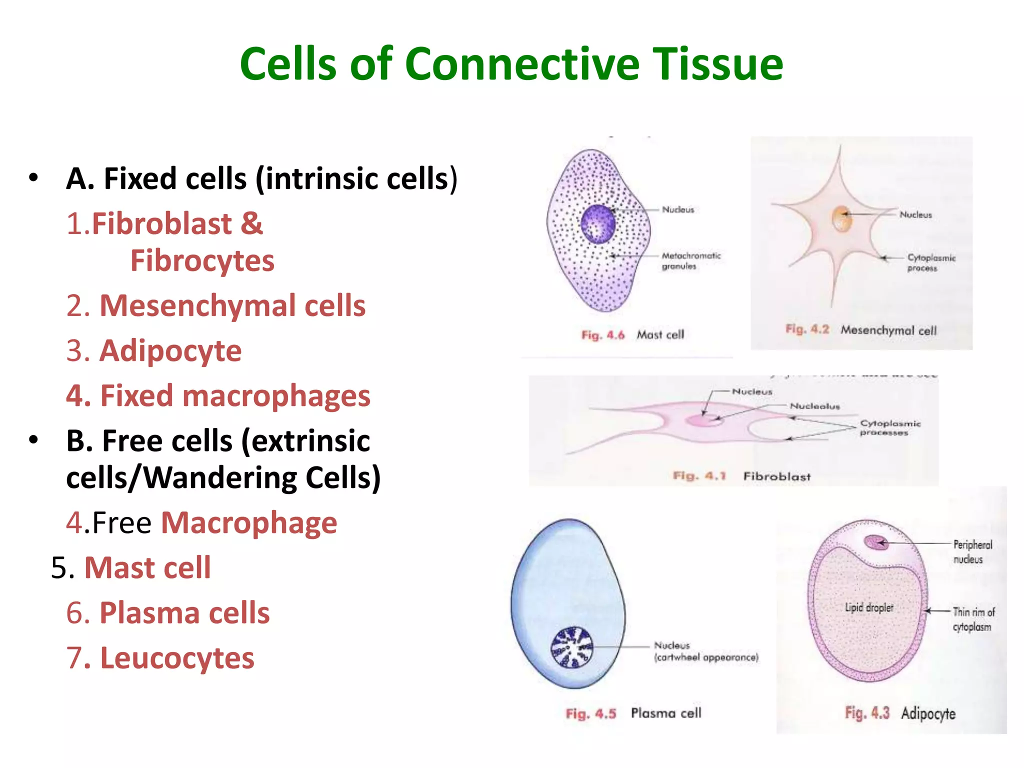 Cells of Connective Tissue
• A. Fixed cells (intrinsic cells)
1.Fibroblast &
Fibrocytes
2. Mesenchymal cells
3. Adipocyte
4. Fixed macrophages
• B. Free cells (extrinsic
cells/Wandering Cells)
4.Free Macrophage
5. Mast cell
6. Plasma cells
7. Leucocytes
 
