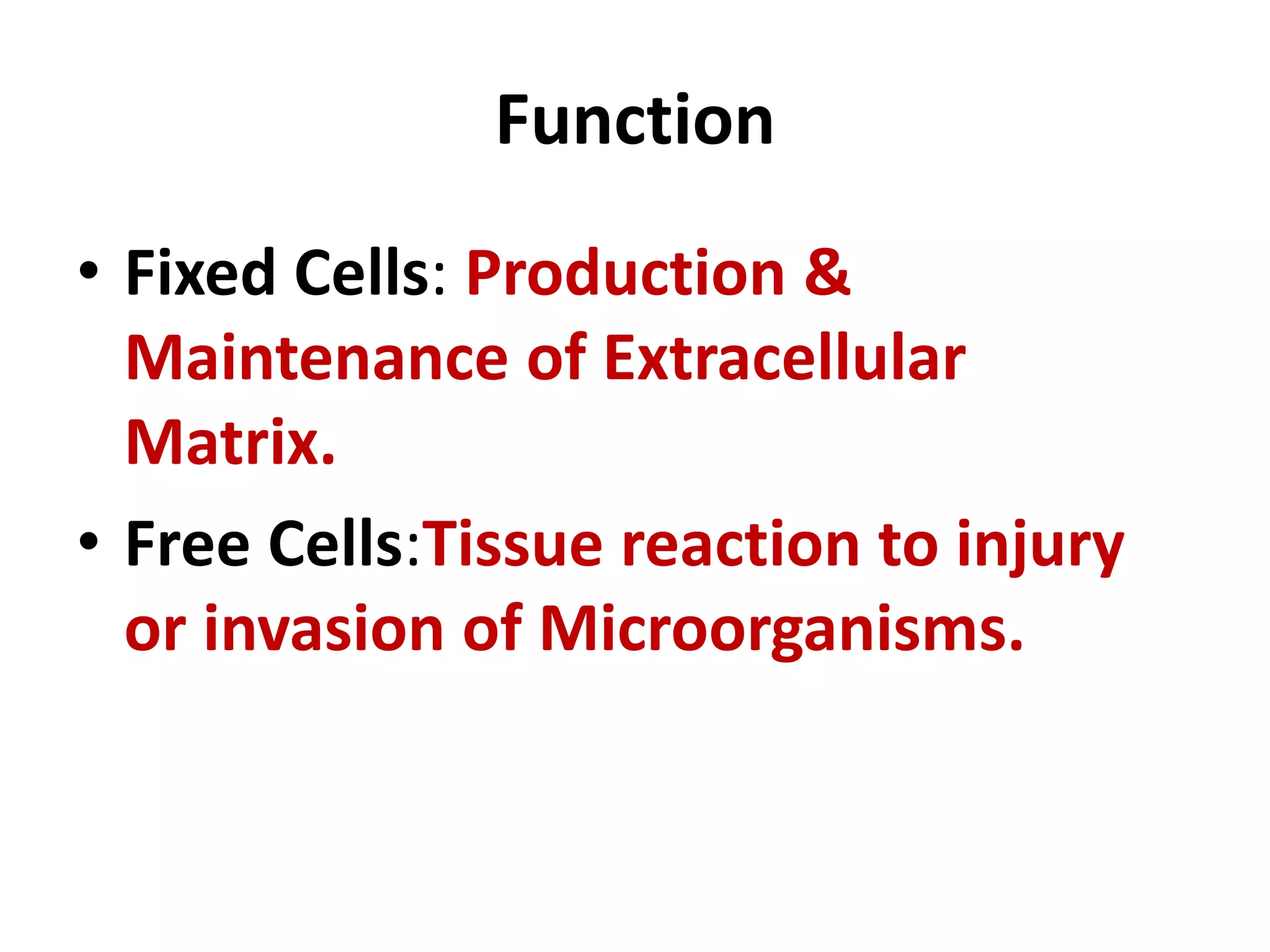 Function
• Fixed Cells: Production &
Maintenance of Extracellular
Matrix.
• Free Cells:Tissue reaction to injury
or invasion of Microorganisms.
 