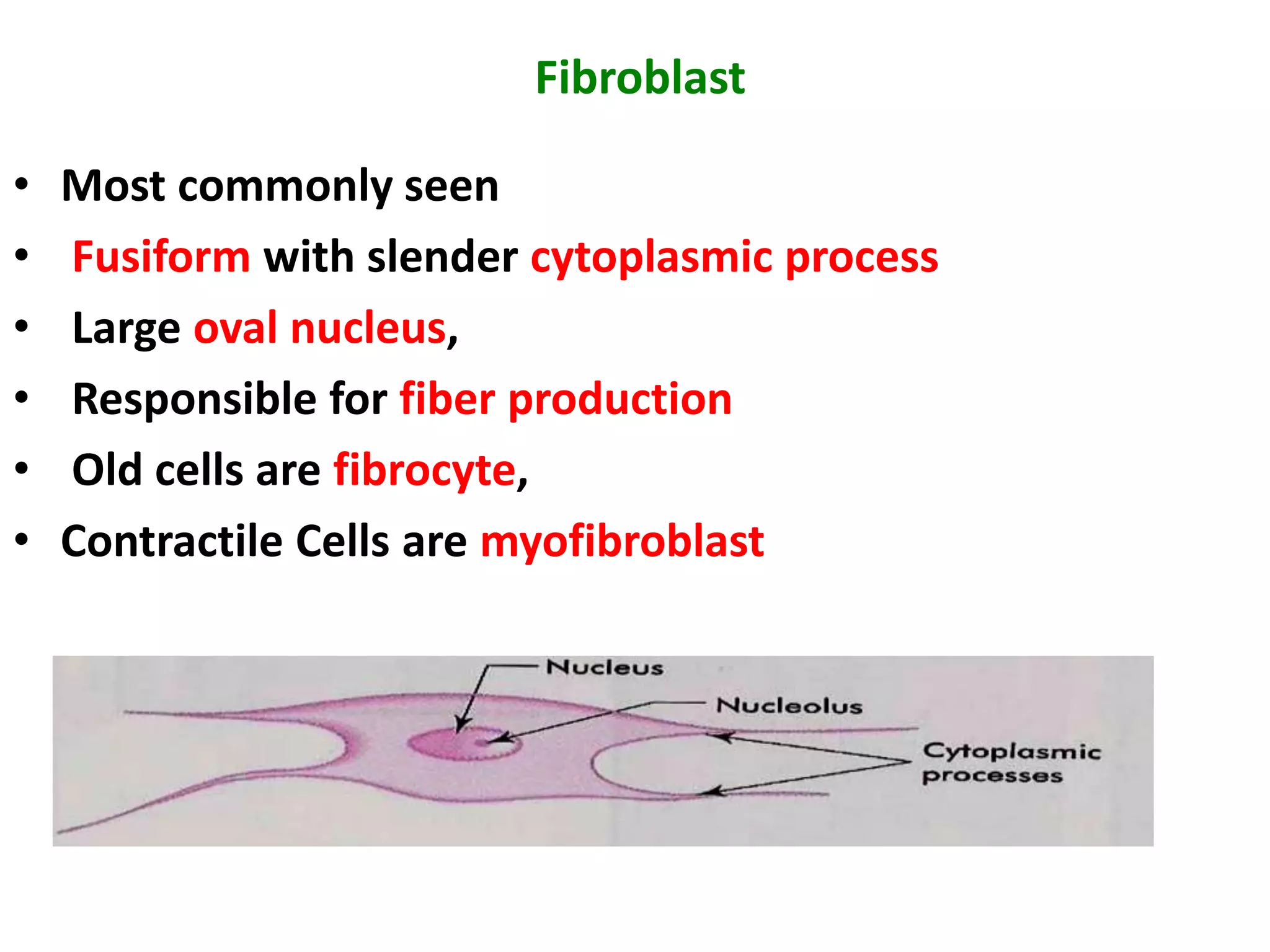 Fibroblast
• Most commonly seen
• Fusiform with slender cytoplasmic process
• Large oval nucleus,
• Responsible for fiber production
• Old cells are fibrocyte,
• Contractile Cells are myofibroblast
 