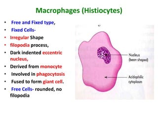 Macrophages (Histiocytes)
• Free and Fixed type,
• Fixed Cells-
• Irregular Shape
• filopodia process,
• Dark indented eccentric
nucleus,
• Derived from monocyte
• Involved in phagocytosis
• Fused to form giant cell.
• Free Cells- rounded, no
filopodia
 