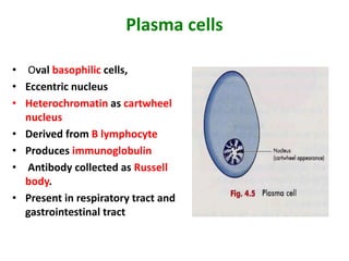 Plasma cells
• Oval basophilic cells,
• Eccentric nucleus
• Heterochromatin as cartwheel
nucleus
• Derived from B lymphocyte
• Produces immunoglobulin
• Antibody collected as Russell
body.
• Present in respiratory tract and
gastrointestinal tract
 