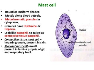 Mast cell
• Round or Fusiform Shaped
• Mostly along blood vessels,
• Metachromatic granules in
cytoplasm,
• Granules have Histamine or
Heparin,
• Look like basophil, so called as
connective tissue basophil .
• Connective tissue mast cell –
heparin granule, present in skin.
• Mucosal mast cell –small,
present in lamina propria of git
and respiratory tract
 