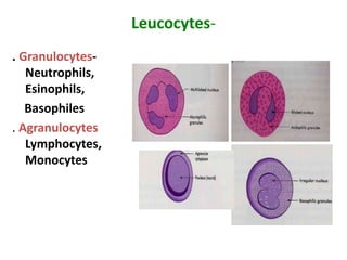 Leucocytes-
. Granulocytes-
Neutrophils,
Esinophils,
Basophiles
. Agranulocytes
Lymphocytes,
Monocytes
 