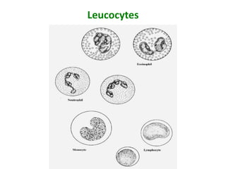 Leucocytes
 