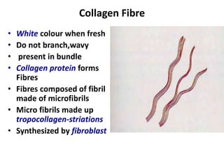 Collagen Fibre
• White colour when fresh
• Do not branch,wavy
• present in bundle
• Collagen protein forms
Fibres
• Fibres composed of fibril
made of microfibrils
• Micro fibrils made up
tropocollagen-striations
• Synthesized by fibroblast
 