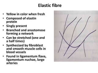 Elastic fibre
• Yellow in color when fresh
• Composed of elastin
protein
• Singly present
• Branched and anastomose
forming a network
• Can be stretched (one and
a half times)
• Synthesized by fibroblast
and smooth muscle cells in
blood vessels
• Found in ligamentum flava,
ligamentum nuchae, large
arteries
 