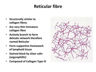 Reticular fibre
• Structurally similar to
collagen fibres
• Are very thin Immature
collagen fibre
• Actively branch to form
delicate network therefore
named Reticular
• Form supportive framework
of lymphoid tissue
• Stained black by silver salts
(argyrophillic)
• Composed of Collagen Type III
 