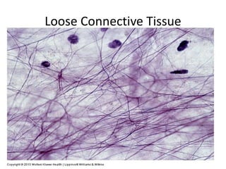 Loose Connective Tissue
 