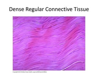 Dense Regular Connective Tissue
 