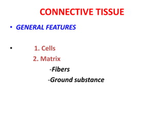 CONNECTIVE TISSUE
• GENERAL FEATURES
• 1. Cells
2. Matrix
-Fibers
-Ground substance
 