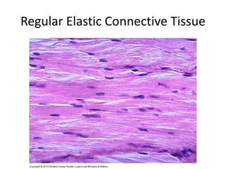Regular Elastic Connective Tissue
 