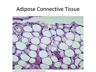 Adipose Connective Tissue
 