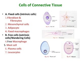 Cells of Connective Tissue
• A. Fixed cells (intrinsic cells)
1.Fibroblast &
Fibrocytes
2. Mesenchymal cells
3. Adipocyte
4. Fixed macrophages
• B. Free cells (extrinsic
cells/Wandering Cells)
4.Free Macrophage
5. Mast cell
6. Plasma cells
7. Leucocytes
 