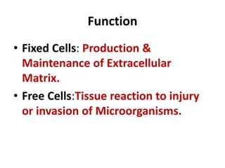 Function
• Fixed Cells: Production &
Maintenance of Extracellular
Matrix.
• Free Cells:Tissue reaction to injury
or invasion of Microorganisms.
 