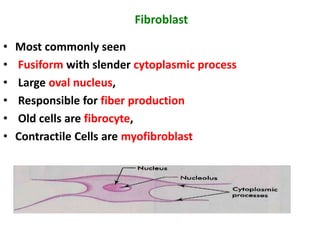 Fibroblast
• Most commonly seen
• Fusiform with slender cytoplasmic process
• Large oval nucleus,
• Responsible for fiber production
• Old cells are fibrocyte,
• Contractile Cells are myofibroblast
 