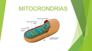MITOCRONDRIAS
 