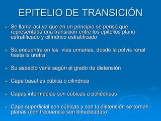 EPITELIO DE TRANSICIÓN
➢ Se llama así ya que en un principio se pensó que
representaba una transición entre los epitelios plano
estratificado y cilíndrico estratificado
➢ Se encuentra en las vías urinarias, desde la pelvis renal
hasta la uretra
➢ Su aspecto varia según el grado de distensión
➢ Capa basal es cúbica o cilíndrica
➢ Capas intermedias son cúbicas a poliédricas
➢ Capa superficial son cúbicas y con la distensión se tornan
planas (con frecuencia son binucleadas)
 