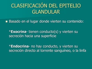 CLASIFICACIÓN DEL EPITELIO
GLANDULAR
◼ Basado en el lugar donde vierten su contenido:
*Exocrina- tienen conducto(s) y vierten su
secreción hacia una superficie
*Endocrina- no hay conducto, y vierten su
secreción directo al torrente sanguíneo, o la linfa
 