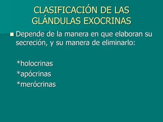 CLASIFICACIÓN DE LAS
GLÁNDULAS EXOCRINAS
◼ Depende de la manera en que elaboran su
secreción, y su manera de eliminarlo:
*holocrinas
*apócrinas
*merócrinas
 