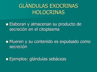 GLÁNDULAS EXOCRINAS
HOLOCRINAS
◼ Elaboran y almacenan su producto de
secreción en el citoplasma
◼ Mueren y su contenido es expulsado como
secreción
◼ Ejemplos: glándulas sebáceas
 