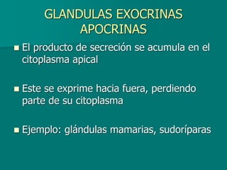 GLANDULAS EXOCRINAS
APOCRINAS
◼ El producto de secreción se acumula en el
citoplasma apical
◼ Este se exprime hacia fuera, perdiendo
parte de su citoplasma
◼ Ejemplo: glándulas mamarias, sudoríparas
 