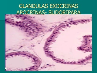 GLANDULAS EXOCRINAS
APOCRINAS- SUDORIPARA
 
