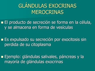 GLÁNDULAS EXOCRINAS
MEROCRINAS
◼ El producto de secreción se forma en la célula,
y se almacena en forma de vesículas
◼ Es expulsado su secreción por exocitosis sin
perdida de su citoplasma
◼ Ejemplo: glándulas salivales, páncreas y la
mayoría de glándulas exocrinas
 