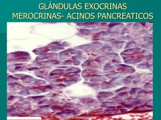 GLÁNDULAS EXOCRINAS
MEROCRINAS- ACINOS PANCREATICOS
 