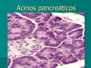 Acinos pancreáticos
 