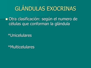 GLÁNDULAS EXOCRINAS
◼ Otra clasificación: según el numero de
células que conforman la glándula
*Unicelulares
*Multicelulares
 