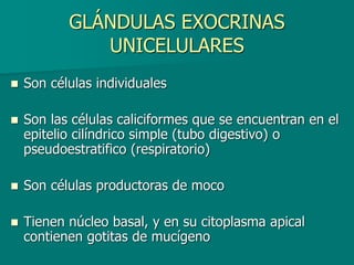 GLÁNDULAS EXOCRINAS
UNICELULARES
◼ Son células individuales
◼ Son las células caliciformes que se encuentran en el
epitelio cilíndrico simple (tubo digestivo) o
pseudoestratifico (respiratorio)
◼ Son células productoras de moco
◼ Tienen núcleo basal, y en su citoplasma apical
contienen gotitas de mucígeno
 