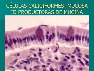 CÉLULAS CALICIFORMES- MUCOSA
ID PRODUCTORAS DE MUCÍNA
 