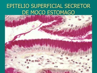 EPITELIO SUPERFICIAL SECRETOR
DE MOCO ESTOMAGO
 