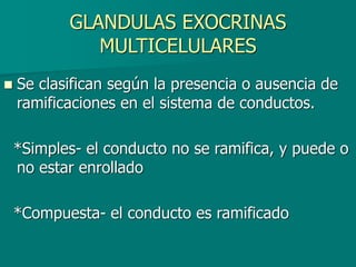 GLANDULAS EXOCRINAS
MULTICELULARES
◼ Se clasifican según la presencia o ausencia de
ramificaciones en el sistema de conductos.
*Simples- el conducto no se ramifica, y puede o
no estar enrollado
*Compuesta- el conducto es ramificado
 