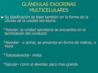 GLÁNDULAS EXOCRINAS
MULTICELULARES
◼ Su clasificación se basa también en la forma de la
células de la unidad secretoria.
*Tubular- la unidad secretoria se encuentra en la
terminación del conducto
*Alveolar- o acinar, se presenta en forma de matraz, o
mora
*Tubuloalveolar- mixta
*Sacular- como el alveolar, pero mas grande
 