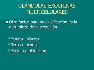 GLÁNDULAS EXOCRINAS
MULTICELULARES
◼ Otro factor para su clasificación es la
naturaleza de la secreción.
*Mucosa- viscosa
*Serosa- acuosa
*Mixta- combinación
 