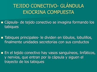 TEJIDO CONECTIVO- GLÁNDULA
EXOCRINA COMPUESTA
◼ Cápsula- de tejido conectivo se invagina formando los
tabiques
◼ Tabiques principales- le dividen en lóbulos, lobulillos,
finalmente unidades secretorias con sus conductos
◼ En el tejido conectivo hay vasos sanguíneos, linfáticos,
y nervios, que entran por la cápsula y siguen el
trayecto de los tabiques
 