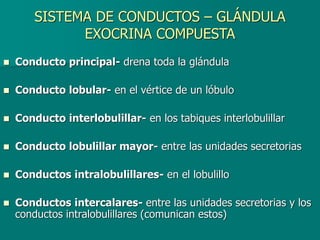 SISTEMA DE CONDUCTOS – GLÁNDULA
EXOCRINA COMPUESTA
◼ Conducto principal- drena toda la glándula
◼ Conducto lobular- en el vértice de un lóbulo
◼ Conducto interlobulillar- en los tabiques interlobulillar
◼ Conducto lobulillar mayor- entre las unidades secretorias
◼ Conductos intralobulillares- en el lobulillo
◼ Conductos intercalares- entre las unidades secretorias y los
conductos intralobulillares (comunican estos)
 