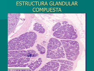 ESTRUCTURA GLANDULAR
COMPUESTA
 