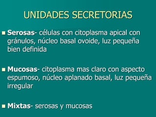 UNIDADES SECRETORIAS
◼ Serosas- células con citoplasma apical con
gránulos, núcleo basal ovoide, luz pequeña
bien definida
◼ Mucosas- citoplasma mas claro con aspecto
espumoso, núcleo aplanado basal, luz pequeña
irregular
◼ Mixtas- serosas y mucosas
 