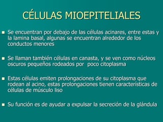 CÉLULAS MIOEPITELIALES
◼ Se encuentran por debajo de las células acinares, entre estas y
la lamina basal, algunas se encuentran alrededor de los
conductos menores
◼ Se llaman también células en canasta, y se ven como núcleos
oscuros pequeños rodeados por poco citoplasma
◼ Estas células emiten prolongaciones de su citoplasma que
rodean al acino, estas prolongaciones tienen características de
células de músculo liso
◼ Su función es de ayudar a expulsar la secreción de la glándula
 