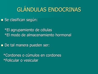 GLÁNDULAS ENDOCRINAS
◼ Se clasifican según:
*El agrupamiento de células
*El modo de almacenamiento hormonal
◼ De tal manera pueden ser:
*Cordones o cúmulos en cordones
*Folicular o vesicular
 
