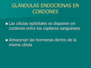 GLÁNDULAS ENDOCRINAS EN
CORDONES
◼ Las células epiteliales se disponen en
cordones entre los capilares sanguíneos
◼ Almacenan las hormonas dentro de la
misma célula
 