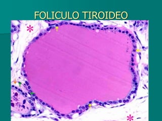 FOLICULO TIROIDEO
 