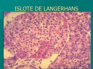 ISLOTE DE LANGERHANS
 