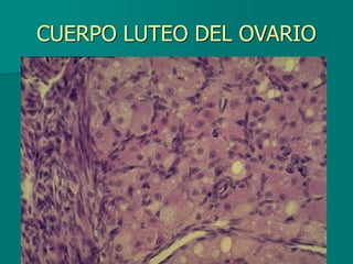 CUERPO LUTEO DEL OVARIO
 