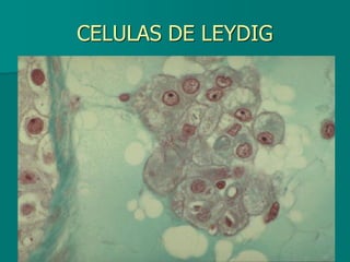 CELULAS DE LEYDIG
 